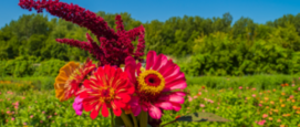 Biologische bloemen