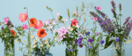 Bloemenvoeding
