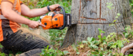 Grote boom kappen in eigen tuin