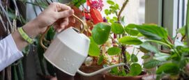Kamerplanten extra watergeven warme dagen