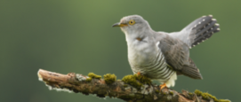 vogelfluiten