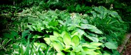 Schaduwplanten