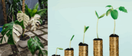 duurste planten