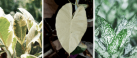 albino planten