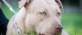 Undercover in Nederland dierenmishandeling honden trainers