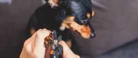 Nagels knippen hond
