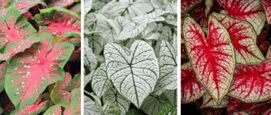 Caladium