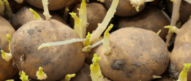 Spruitende aardappels