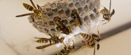 Wespen