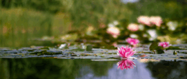 vijverplanten