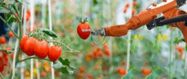 AI tomaten glastuinbouw