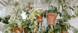 Groen gordijnen, hangplanten