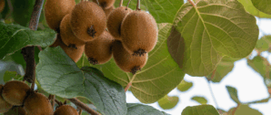 Kiwi kiwi's telen in Nederland