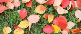 Bladeren opruimen tuin herfst