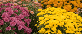 Bolchrysant