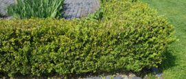 buxus schimmels