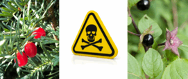 Plantenvergiftiging