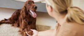 Is jouw hond links- of rechtspotig?