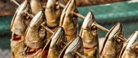 Supermarkten stoppen verkoop makreel