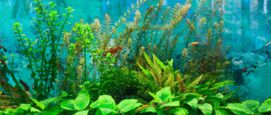 aquariumplanten