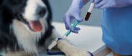 Bloedbanken voor dieren