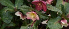 helleborus