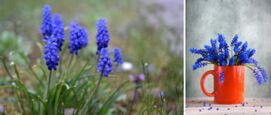 Blauwe druifjes betekenis symbool
