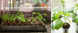 kweken achter glas ook zonder kas
