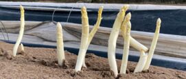 Witte asperges zelf kweken
