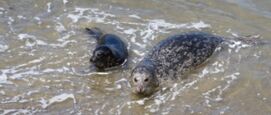 Zeehonden pups in de Waddenzee