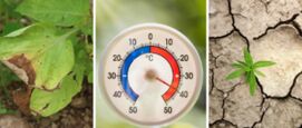 Hittestress temperatuur stress planten in de tuin