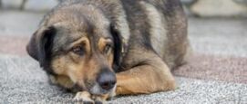 Hond pijn herkennen