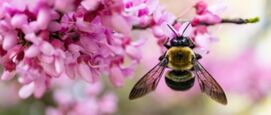 Internationale Dag voor Biodiversiteit