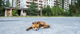 Natuur in Tjernobyl