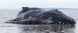 gestrande zeedieren