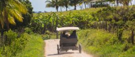 ontbossing in Suriname door menonieten