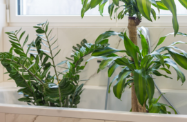 Kamerplanten douchen