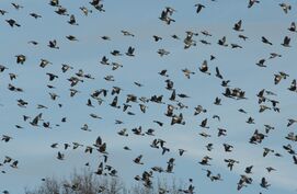 Vogels