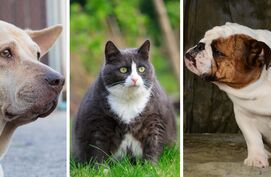 honden en katten met overgewicht