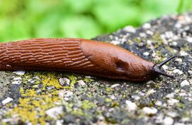 Naaktslakken bestrijden in moestuin