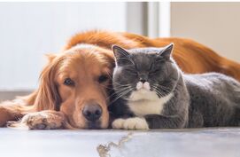 Mijn huisdier verhaart zo erg: tips voor tijdens de ruiperiode