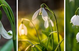 Sneeuwklokjes hortus