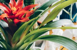 Bloeiende kamerplanten