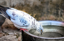 water voor stadvogels