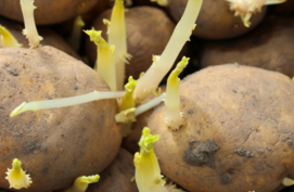 Spruitende aardappels