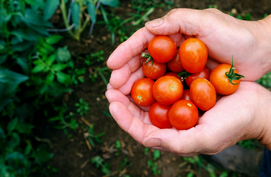 Tomaten plukken oogsten