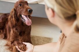 Is jouw hond links- of rechtspotig?