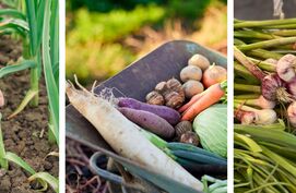 groentetuin in de winter