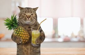 Kattencocktails maken voor de feestdagen