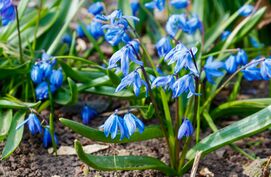 bloembollen invasieve soorten